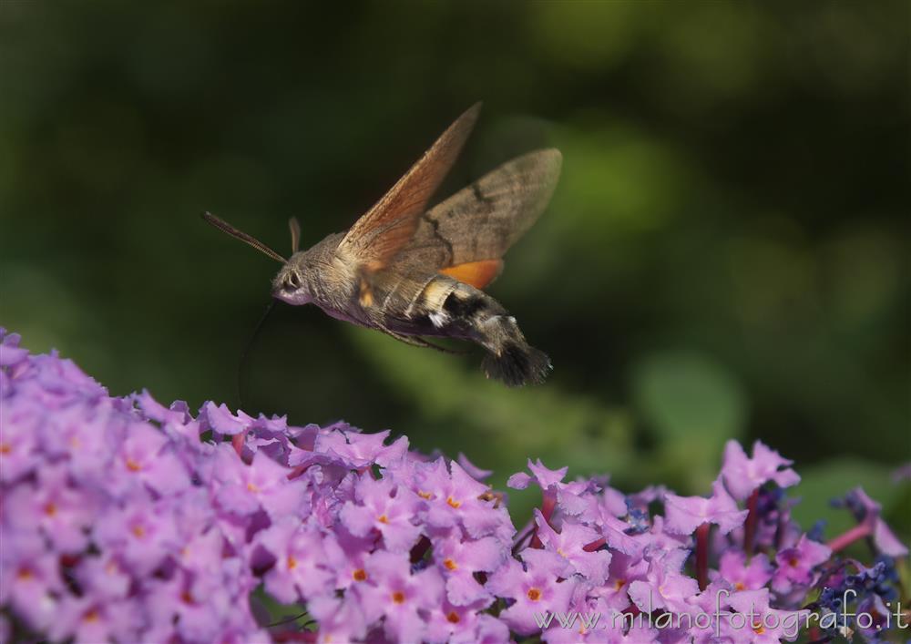 Cadrezzate (Varese, Italy) - Macroglossum stellatarum on Buddleja